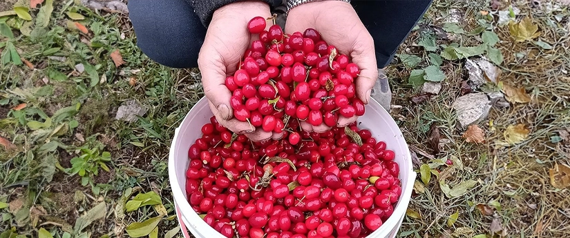 Kızılcık Suyu Faydaları