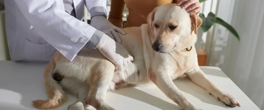 Köpek Memesi Hastalığı Nasıl Geçer